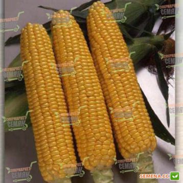 Хани Бентем 78 F1 семена кукурузы суперсладкой (Sakata)
