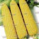 Хани Бентем 78 F1 семена кукурузы суперсладкой Sh2 ранней 65-70 дн. 23-25 см 12-14 р. (Sakata) СНЯТО С ПРОИЗВОДСТВА