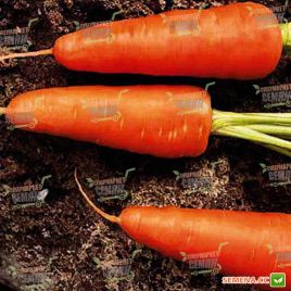 Ред Кор семена моркови тип Шантане (Sakata)
