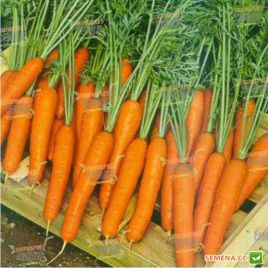 Саманта F1 насіння моркви Нантес (Sakata)
