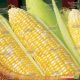 Кукс Делайт F1 семена кукурузы суперсладкой SH2 биколор (Dorsing Seeds)