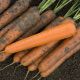 Эксельсо F1 семена моркови Нантес (VD) (Vilmorin)