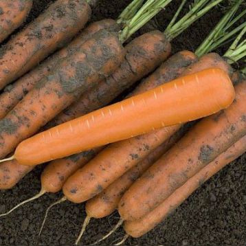 Эксельсо F1 (VD) семена моркови Нантес средней 95-100 дн. 16-18 см (Vilmorin)
