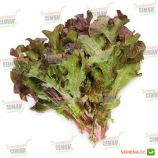 Дубовий насіння салату тип Листовий (Euroseed)