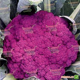 Пурпурная Сицилийская семена капусты цветной (Euroseed)