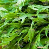 Валоне семена салата тип Фризе/Эндивий (Euroseed)