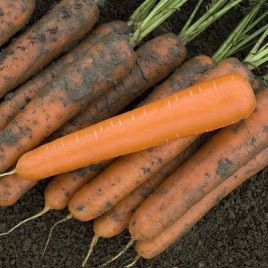 Эксельсо F1 семена моркови Нантес средней 95-100 дн. 16-18 см (Vilmorin)