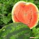 Викинг F1 семена арбуза тип кр.св. среднего 80-85 дн. 8-12 кг окр. (Hollar Seeds)
