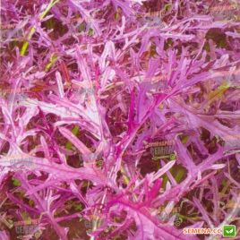 Мізунь червона насіння салату тип Гірчичний (Euroseed)