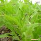 Мізуна зелена насіння салату тип Гірчичний (Euroseed)