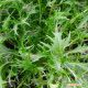 Мизуна зеленая семена салата тип Горчичный (Hortus)