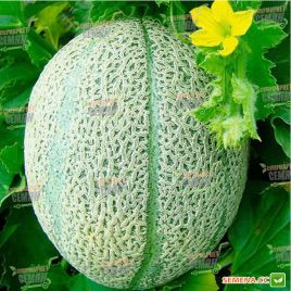 Ортолани семена дыни тип Канталупе средней 75-80 дн. 1,6-2 кг овал. зел./оран.-роз. (Hortus)