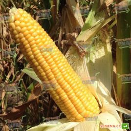 Барон F1 семена кукурузы суперсладкой 61-67дн. 18-22см 14-18р. (May Seeds)