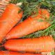 Роял Шантане насіння моркви (Rem seeds)