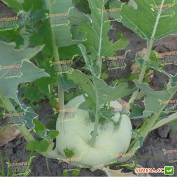 Венская белая семена капусты кольраби средней 80 дн. зел. (Hortus)