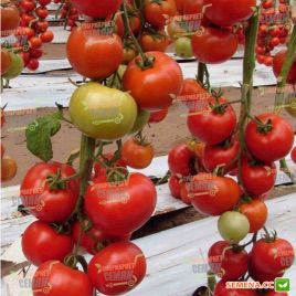 Дон Хосе F1 насіння томату індет. (Tezier)