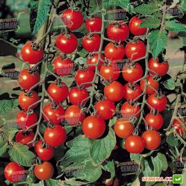 Гармоні F1 насіння томату індет. (Tezier) 