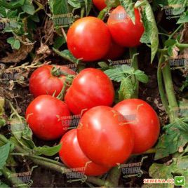 Леандра F1 насіння томату дет. (Tezier)