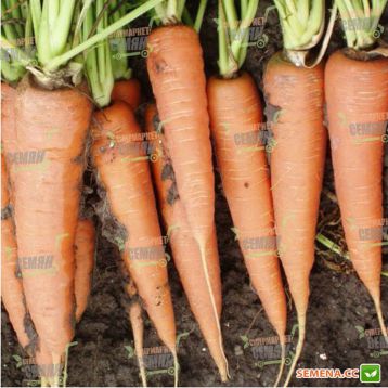 Скарла насіння моркви Флакке (Tezier)