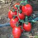 Колеос F1 (132-111 F1) семена томата индет. среднего 105-115 дн. слив. 200-220 гр. красный (Yuksel)