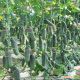Каприкорн F1 семена огурца корнишона партенокарп. раннего 32-35 дн. 12-14 см (Yuksel)