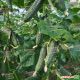 Каприкорн F1 семена огурца корнишона партенокарп. раннего 32-35 дн. 12-14 см (Yuksel)