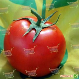 Немесіс F1 насіння томата індет. (Yuksel)