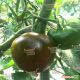 Сашер F1 насіння томата індет. чорного (Yuksel)