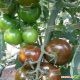 Сашер F1 насіння томата індет. чорного (Yuksel)