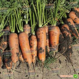 Чикаго F1 семена моркови Шантане (2.0-2.2мм) (Wing Seed)
