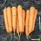 Аттилио F1 семена моркови Нантес (VD) (Vilmorin)