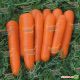 Аттилио F1 семена моркови Нантес (Vilmorin)