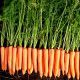 Волкано F1 семена моркови Нантес (VD) (Vilmorin)