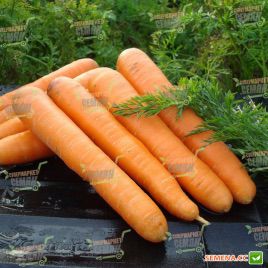 Маэстро F1 семена моркови Нантес (VD) (Vilmorin)
