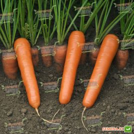 Маэстро F1 семена моркови Нантес (Vilmorin)