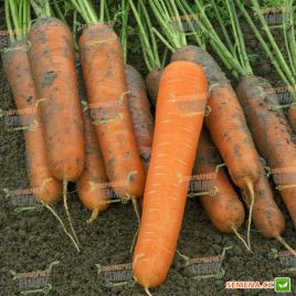 Музико F1 семена моркови Нантес (VD) (Vilmorin)