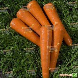 Силвано F1 семена моркови Нантес (Vilmorin)