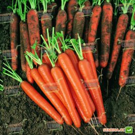 Сопрано F1 семена моркови Нантес (VD) (Vilmorin)