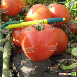Трибека F1 семена томата дет. средний 70-75 дн. окр. 220-230 гр. красный (Vilmorin)