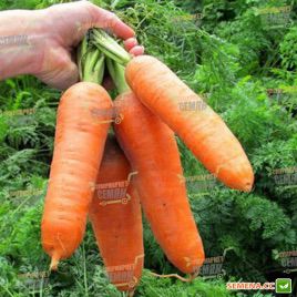 ВАК 75 F1 семена моркови Шантане (Vilmorin)