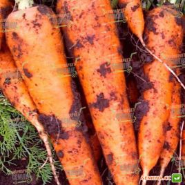 Диаменто F1 (VAC 75 F1) семена моркови Шантане (VD) (Vilmorin)