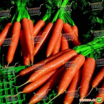 Волкано F1 семена моркови Нантес (Vilmorin)