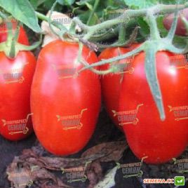 Калмарзано F1 насіння томату дет. (United Genetics)