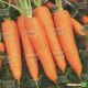 Курода Шантане семена моркови (United Genetics)