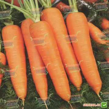 Курода Шантане насіння моркви (United Genetics).