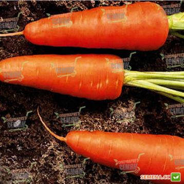 Шантане Ред Кор насіння моркви (United Genetics)