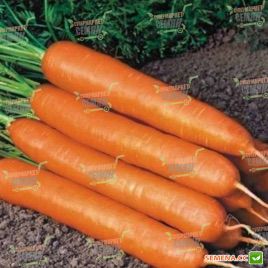 Скарлет насіння моркви Нантес (United Genetics)