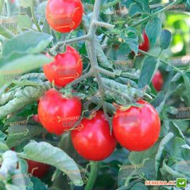 Стромболино F1 семена томата дет. черри (United Genetics)
