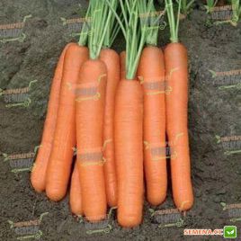 Тип Топ семена моркови Нантес (Semo)