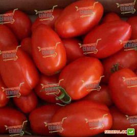 Юджі Ред F1 насіння томату дет. (United Genetics)